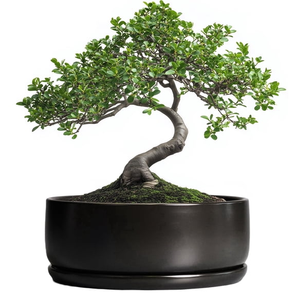 Ordivic 8 Inch Black Ceramic Bonsai Pot with Drainage Hole and Saucer – Shallow Succulent Planter Bowl for Indoor Plants, Modern Home Decor