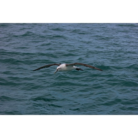 Canvas Print Bird New Zealand Royal Albatross Sea Stretched Canvas 10 x