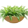 thumbnail image 1 of ZYPPPA Percival 20.75" Shallow Outdoor Planter Bowl for Flowers and Succulents - Polyresin Double-Walled Design - Sand, 1 of 11