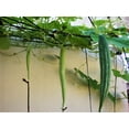 thumbnail image 2 of TomorrowSeeds - Buag Ngu Snake Gourd Seeds - 10+ Count - For 2025 Planting White Striped Green, 2 of 11