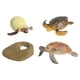 thumbnail image 5 of Juguetes De Tortuga De Ciclo De Vida, Ciencia Cognitiva Realista Para Nios Y Nias, Tortuga Marina Educativa, 5 of 8