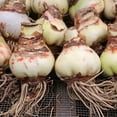thumbnail image 3 of Amaryllis, Low Maintenance - Easy Grow - Ideal for Beds Borders, Plant Pots & Planters, 3 of 4