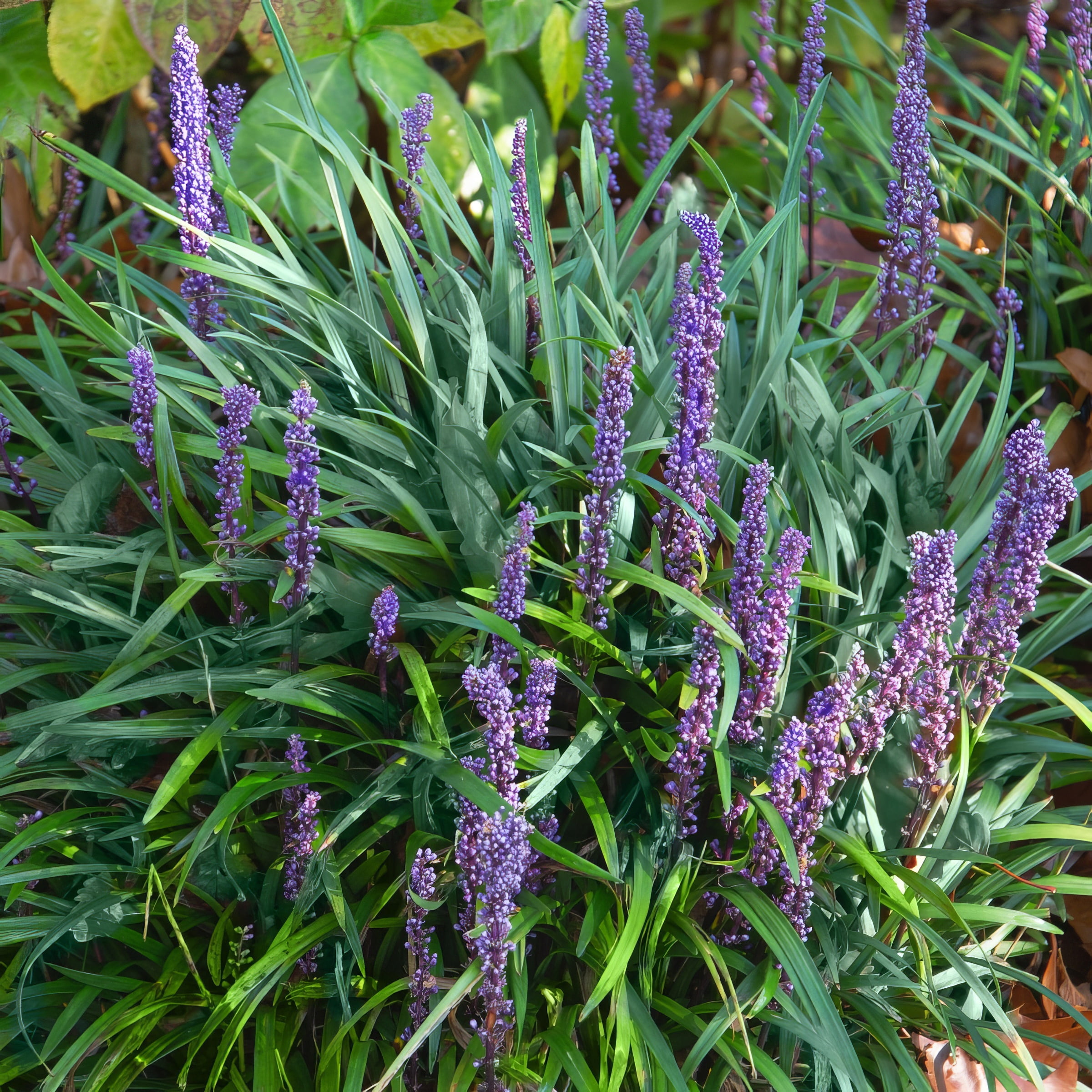 Live perennial Grass 4" Big Blue Liriope (6-Pack) with Full Sunlight