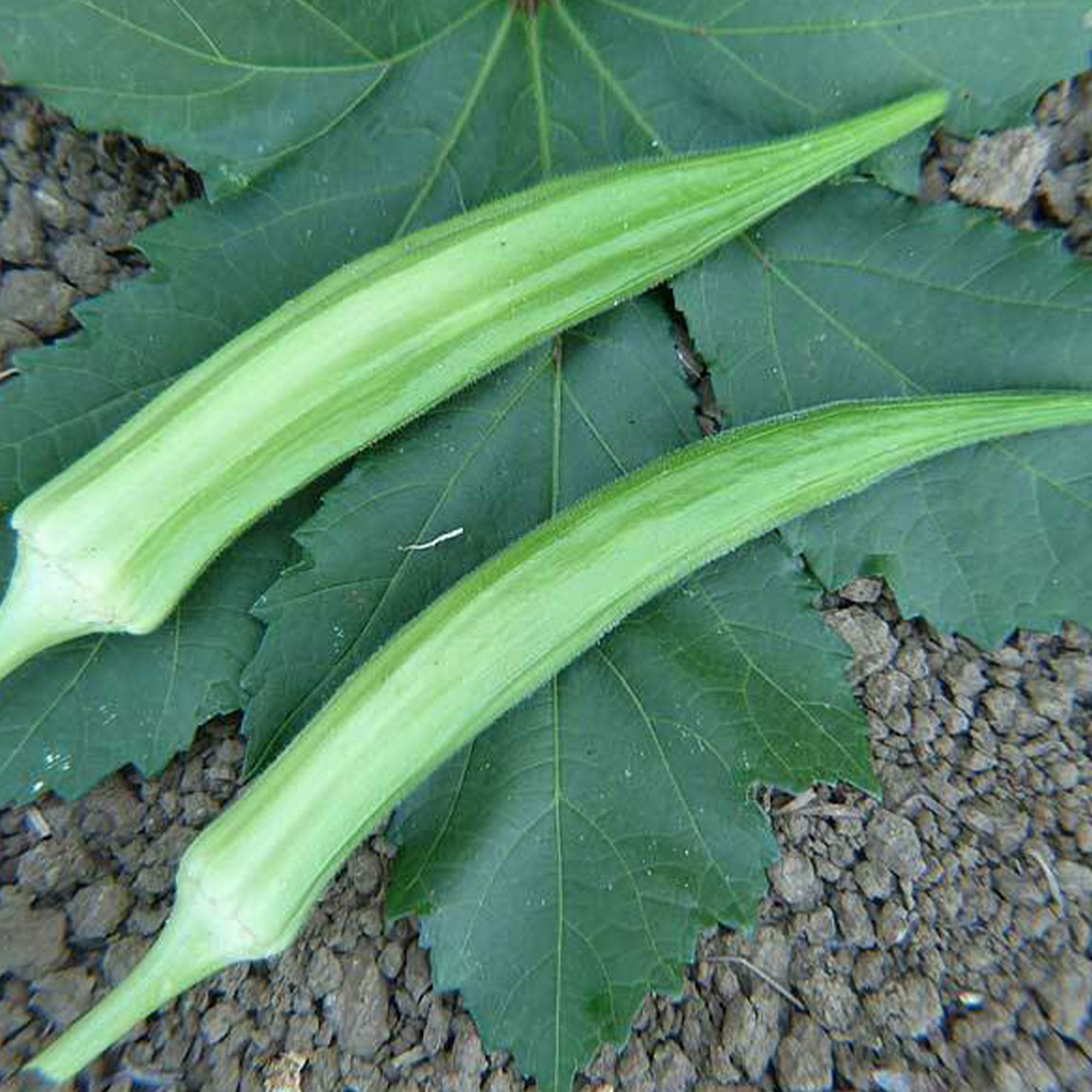 Cow's Horn Okra Seeds 2 g 35 Seeds Heirloom, Open Pollinated, Non