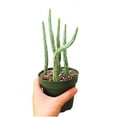 thumbnail image 2 of Pickle Plant, Kleinia Stapeliiformis, Candle Stick Plant - 4 inch, 2 of 3
