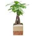 thumbnail image 2 of Arcadia Garden Products Live Money Tree in 4.5" Cork Pot Square, Tan, 2 of 4