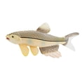 thumbnail image 4 of Esquirla Jouet Modèle Figurines d'Animaux Marins Réalistes pour Enfants Adultes Cadeaux Collection Hareng, 4 of 8