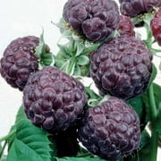 Glenco - Raspberry Plant - Everbearing - Organic Grown - Ready for Spring Planting 4 inch pot stater plants