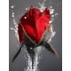 thumbnail image 1 of EverShine DIY Diamond Mosaic Flowers Cross Stitch Diamond Embroidery Rose Rhinestones Art Painting Black And Red Home DecorSquare Drill 60x80cm Gao Jinjia LED, 1 of 2