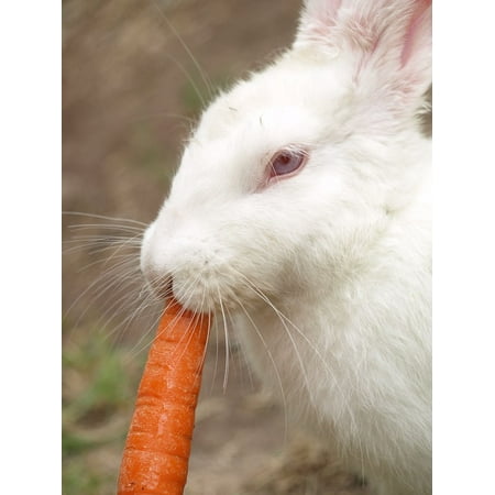 - Canvas Print Animal Carrot Wildlife Eat Wild Zoology Bunny Stretched Canvas 10 x 14