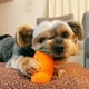 thumbnail image 3 of Juguete interactivo para perros - Alfombra olfateadora - Juguetes para perros - Peluche para perros - Marrón - 35 cm (1 ud), 3 of 5