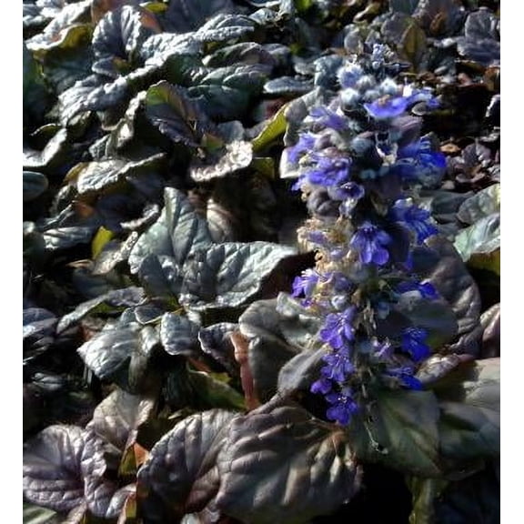 Classy Groundcovers, Bugleweed 'Catlin's Giant', Giant Bugleherb, Creeping Carpet Bugle, Sicklewort, Carpenter's Herb (25 Pots, 3 1/2 inch square)
