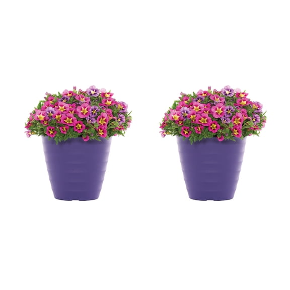 Better Homes & Gardens 3QT Multicolor Calibrachoa Live Annual Plant Decorative Pot Sun 2-Pack