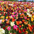 thumbnail image 3 of 20 Tulip Bulb Mix Pack, Colorful Assorted Flowers for Seasonal Planting and Outdoor Landscape, 3 of 5