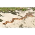 thumbnail image 6 of AFD Python Snake 99.5" Long, 6 of 10