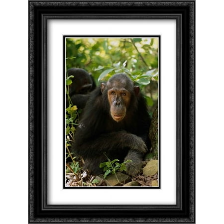 Chimpanzee portrait, Gombe Stream National Park, Tanzania 2x Matted 18x24 Black Ornate Framed Art Print by Ellis, Gerry