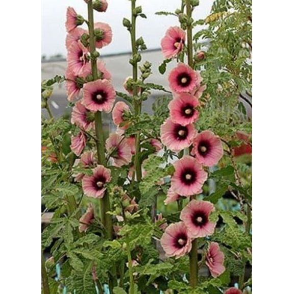 25 Light & Dark Pink Hollyhock Seeds – Tall Perennial Cottage Garden Flower – Pollinator Friendly Plant