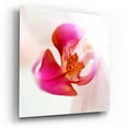 thumbnail image 2 of Epic Art 'Pink Orchid Close up 01' by Tom Quartermaine, Acrylic Glass Wall Art, 12"x12", 2 of 8