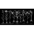 thumbnail image 2 of Besler, Basilius 32x17 Black Ornate Wood Framed with Double Matting Museum Art Print Titled - Fritillariae, 2 of 4