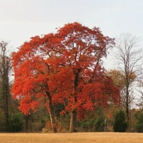 Dormant Sassafras Tree for Landscaping - Quart Pot Size - Ideal for Gardens and Outdoor Spaces