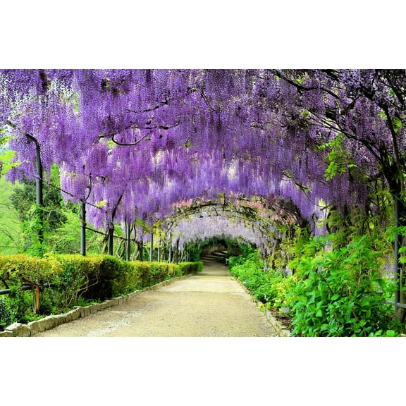 Purple Wisteria Vine Seedlings for Planting - Wisteria sinensis - 1 Seedling