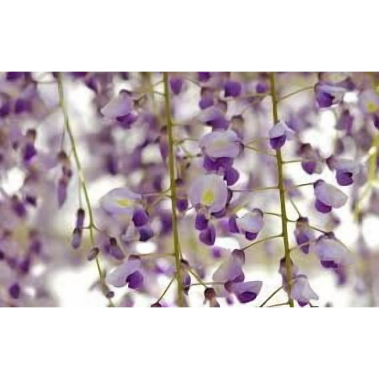Royal Purple Wisteria - Fragrant Wisteria Live Plant - Walmart.com