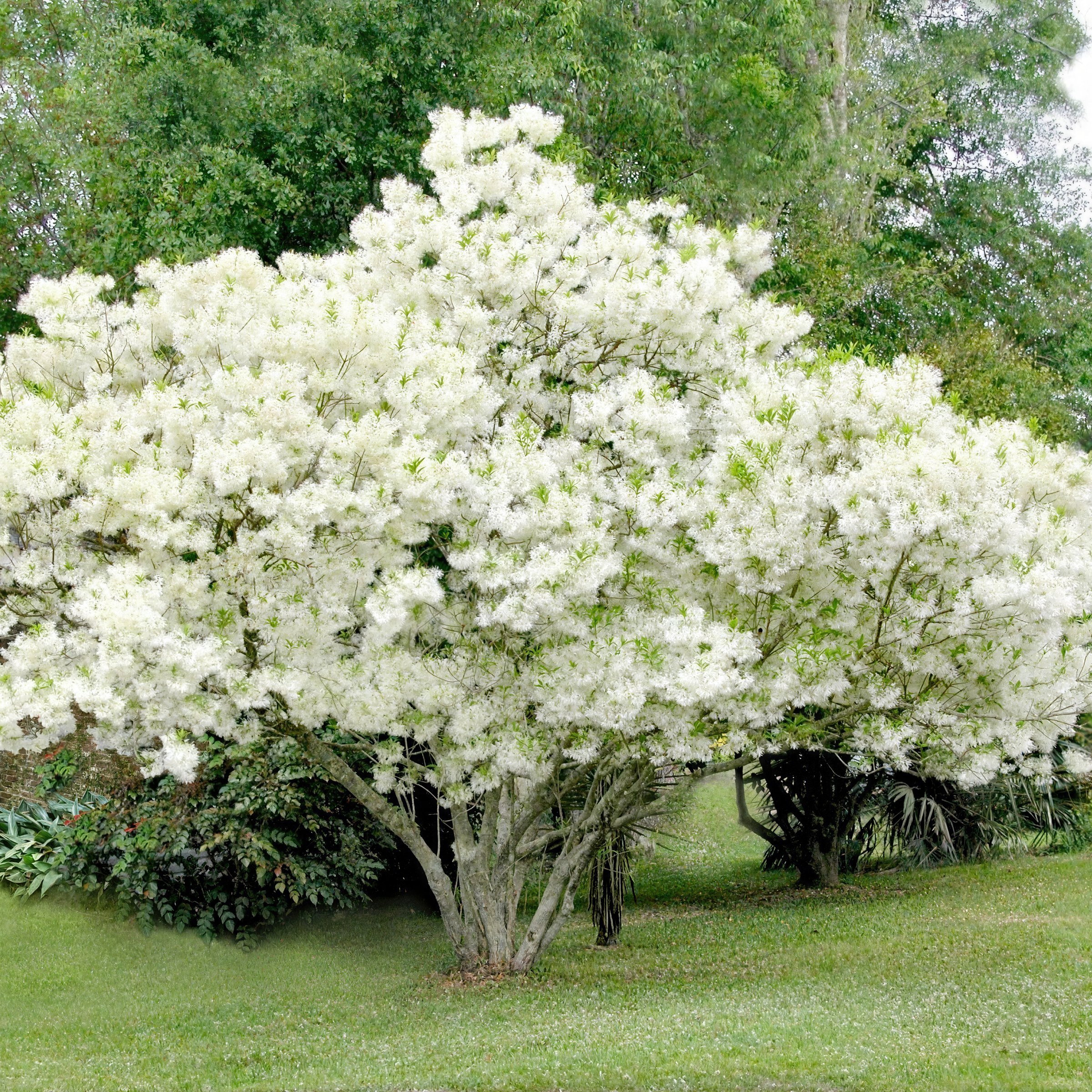 National Plant Network 1 gal. White Fringe Tree