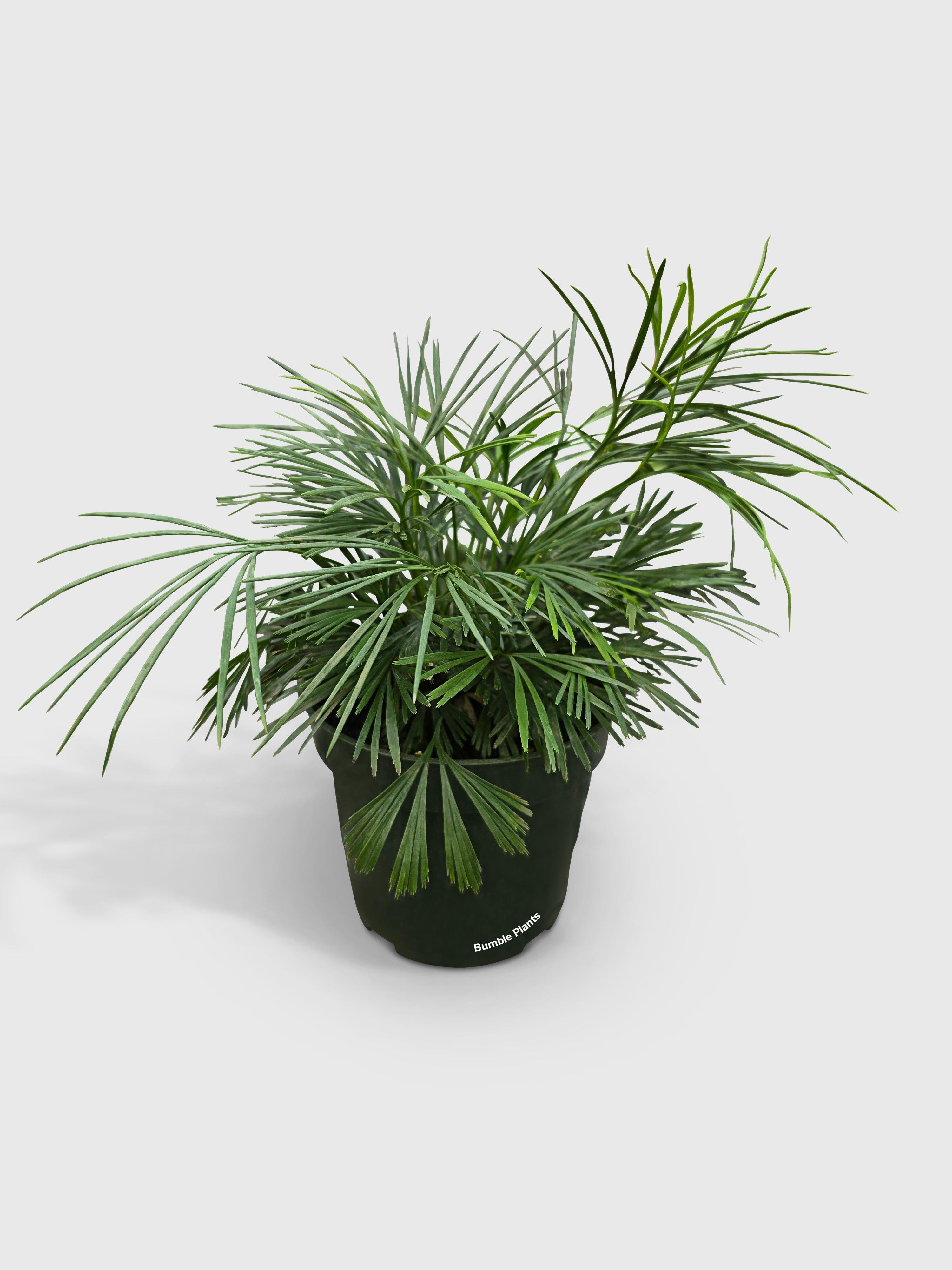 Eyelash Fern 'Actiniopteris Australis' - Live Air-Purifying Indoor Plant in Nursery Pot – Easy Care, Low Maintenance Houseplant for Home & Office Decor, Natural Air Cleaner, Best for Beginners