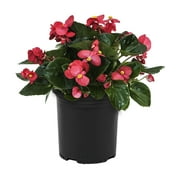 Element Red and Green Begonia Fibrous Live Plant