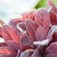 thumbnail image 4 of Simulación de flores, plantación de conejo, hoja de bebé, decoración del hogar, planta de simulación, flor falsa de boda, 1 paquete A2 rojo, 4 of 4