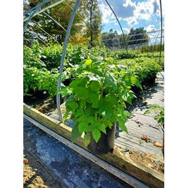 Polana Raspberry