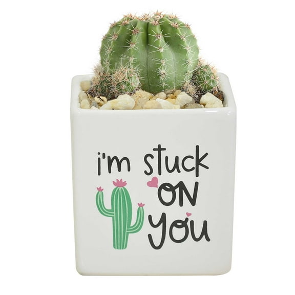 Costa Farms 2-4" Tall Small Cactus, Bright Direct Sunlight, Indoor Live House Plants