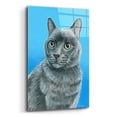 thumbnail image 2 of Epic Art 'Gray Cat' by Rebecca Wang Art, Acrylic Glass Wall Art, 12"x16", 2 of 8