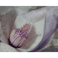 thumbnail image 2 of Prime, Marcus 14x12 Black Ornate Wood Framed with Double Matting Museum Art Print Titled - Lavender Explosion 4, 2 of 4