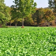 Whitetail Institute Imperial Winter-Greens Food Plot Seed (Fall Planting) 12-Pound (2 Acres)