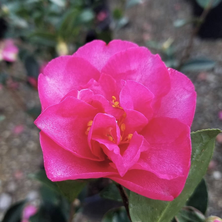 Kanjiro Camellia (2.5 Gallon) Flowering Evergreen Shrub with Bright Pink Blooms Part Sun Live