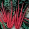 thumbnail image 2 of Swiss Chard Garden Seeds - Ruby Red - 5 Gram Packet - Non-GMO, Heirloom, Vegetable Gardening & Microgreens Seeds, 2 of 2