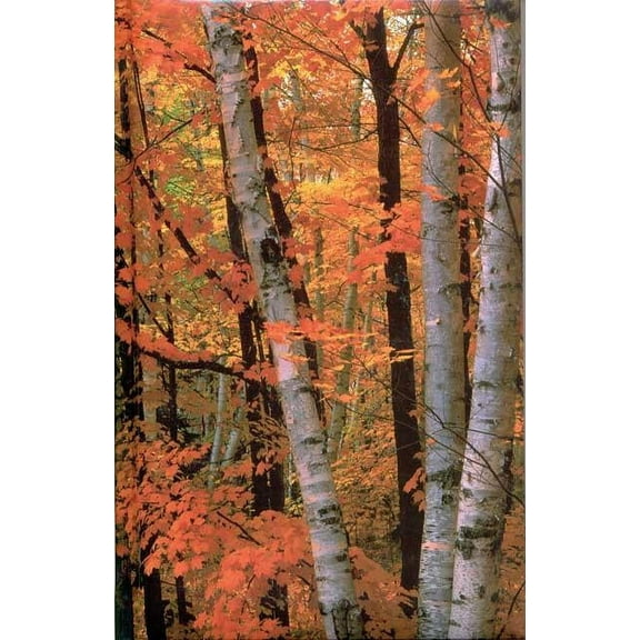 Nodin Press Blank Journals Fall Birches Blank Journal, (Hardcover)