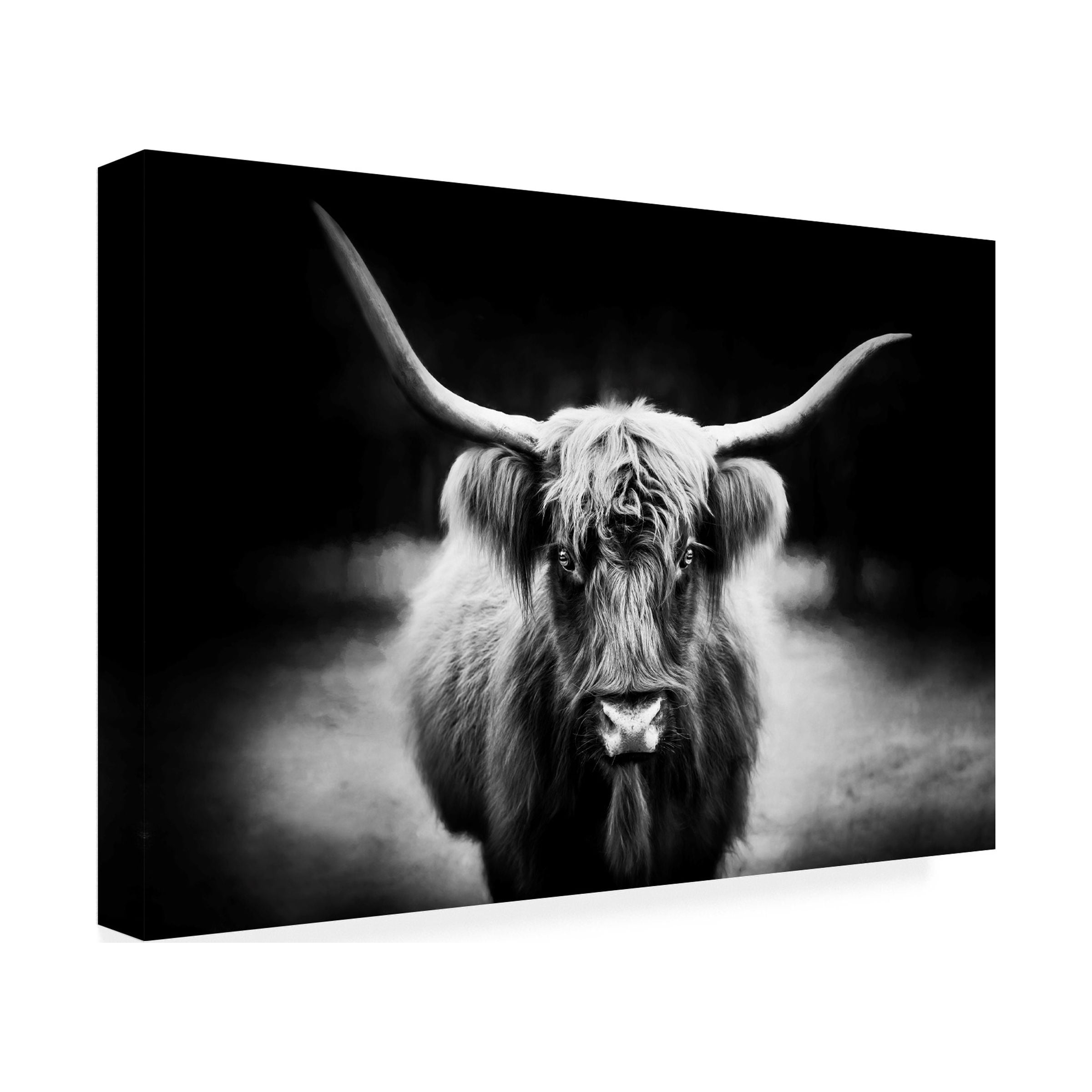 PHBurchett 'Photography Study Highland Cattle' Canvas Art