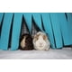 thumbnail image 4 of Tienda de campaña para hamaca para animales pequeños, accesorios para jaula de hámster, cama nido para conejillo de indias, chinchilla, erizo, rata, ardilla, hurón, conejo enano, azul, 4 of 6