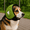 Green, variant on Generic Dog Calming Earmuffs, Noise Protection for Anxiety Relief, Multiple Sizes & Colors