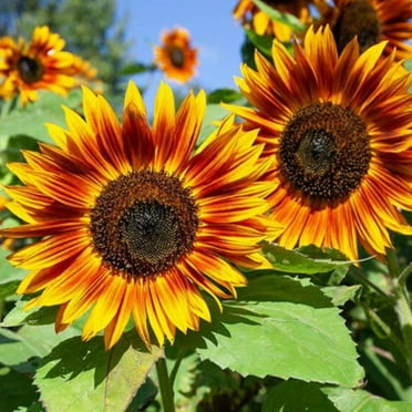 RattleFree Sunflower Seeds for Planting | Heirloom & Non-GMO | 50 Red Sun Sunflower Seeds to Plant in Home Gardens | Full Planting Instructions on Each Planting Packet