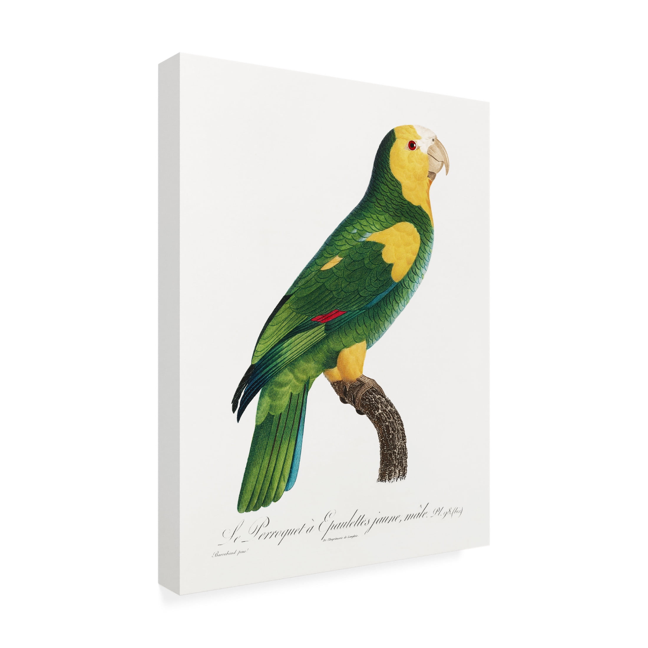 Trademark Fine Art Francois Levaillant  Levaillant Parrot III Canvas Wall Art