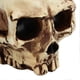 thumbnail image 2 of Skull Head Flower Pot Resin High Strength Clear Shape Skull Planter for Home Office Desk Decoration, 2 of 4
