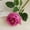 Hot Pink, variant on wtgtog Artificial Rose Flower Branch, Cloth Simulation Fake Rose, Realistic Lifelike No Fade, Perfect for Wedding Home Party Decor, Ideal for Valentine's Day Mother's Day Gift