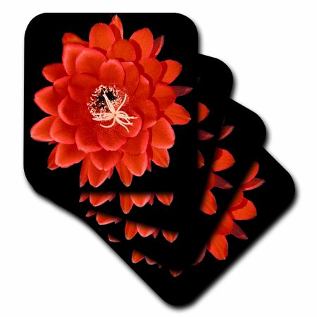 - 3dRose Decorative colorful garden botanic classic plant SW Southwest Desert cactus red black flower, Soft Coasters, set of 4