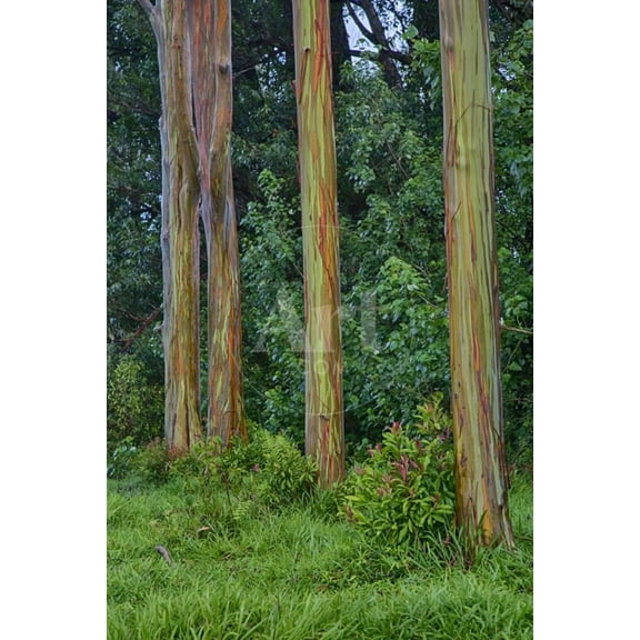 Rainbow Eucalyptus Trees Eucalyptus Deglupta, Unframed Photographic Print Wall Art by Terry Eggers Sold by ArtCom