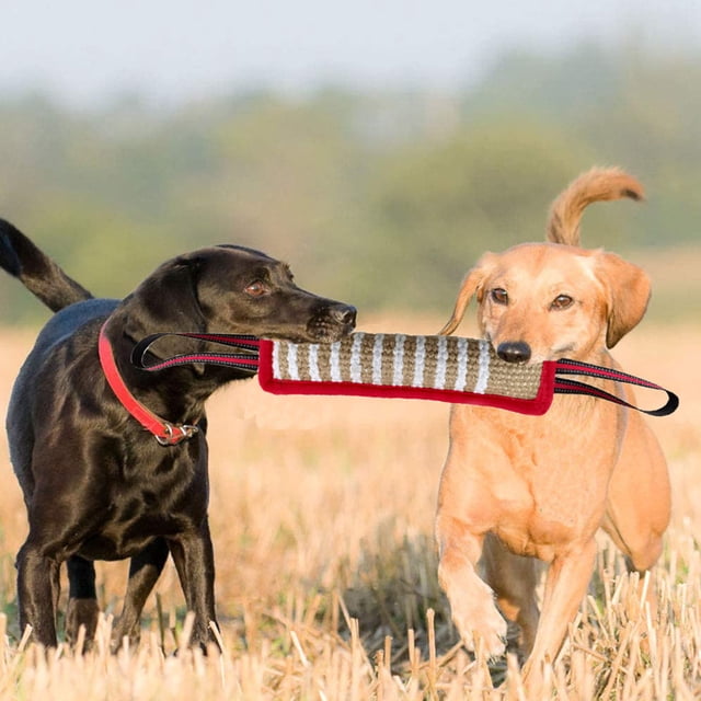 CBFFDC Dog Training Toy Reflective Dog Training Toy Multipurpose Tear Resistant Interactive Pet Training Toy Pet Supplies