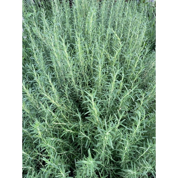 BBQ Rosemary Plants in 3.5" Pots-Aromatic Culinary Herbs