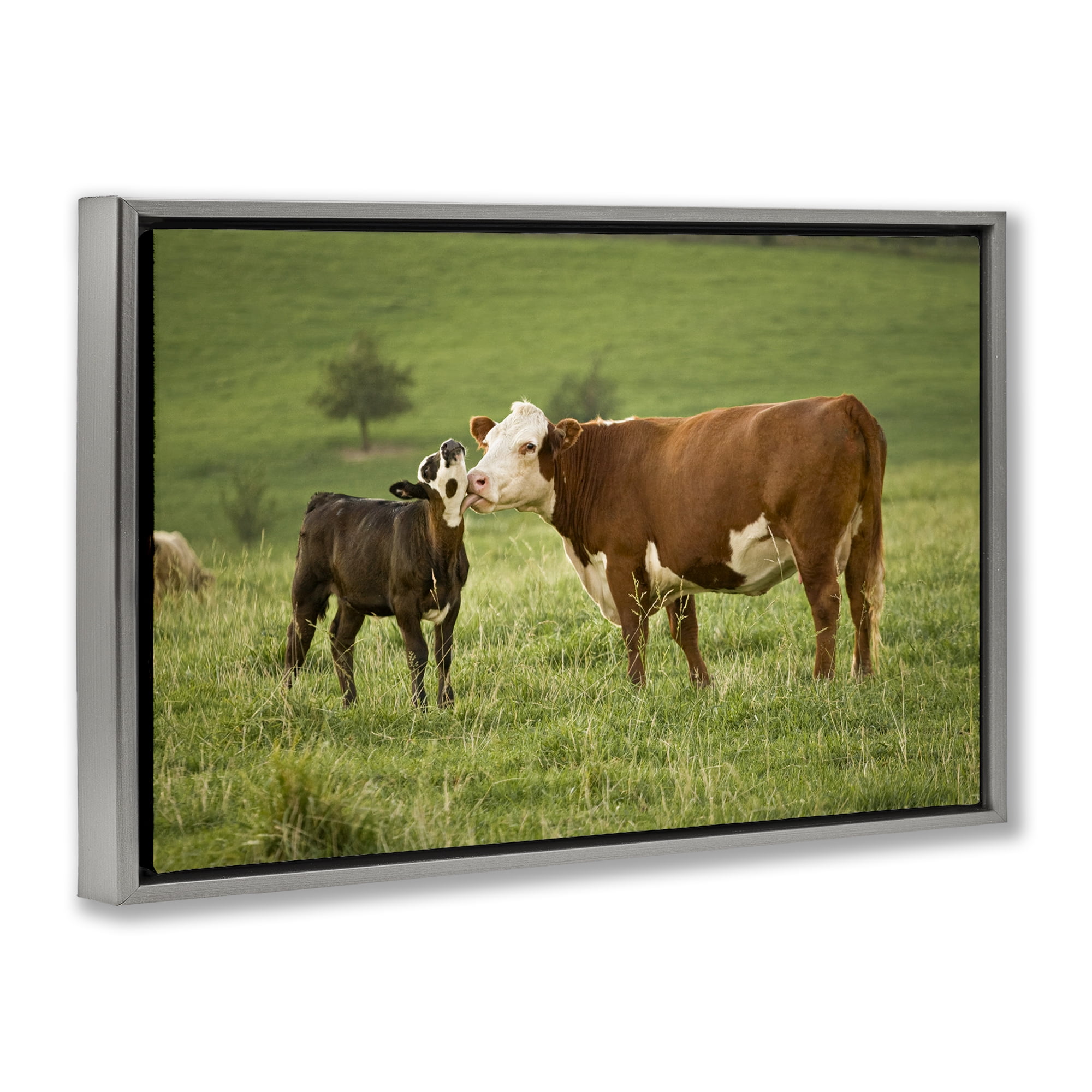 Stupell Industries Cow & Calf Preening Animals Photography Gray Floater Framed Canvas Art Print Wall Art, 25 x 17